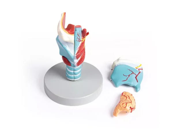 مولاژ حنجره