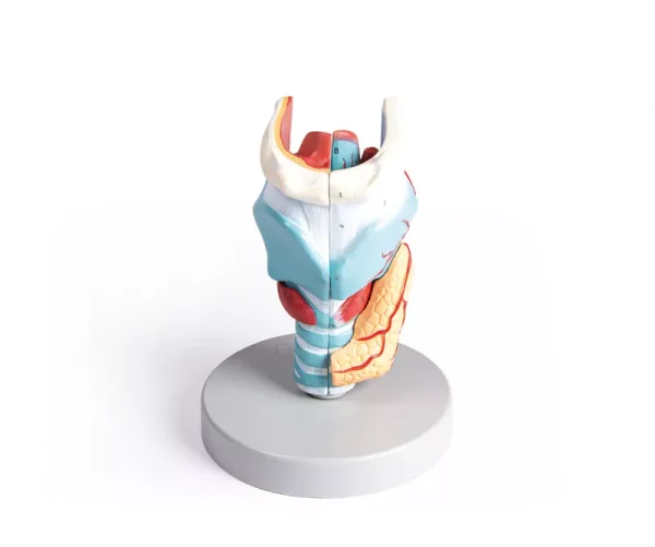 مولاژ حنجره