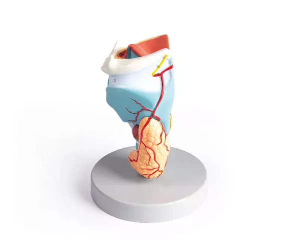 مولاژ حنجزه