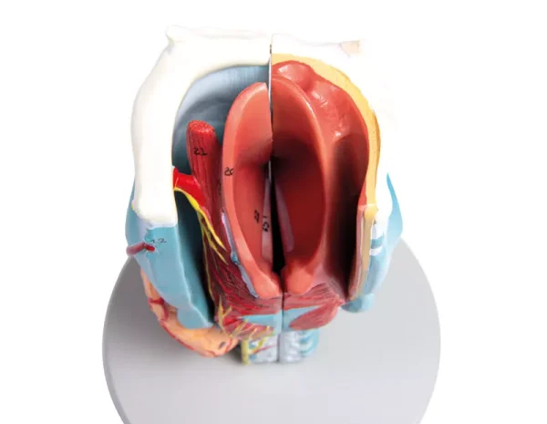 مولاژ حنجره